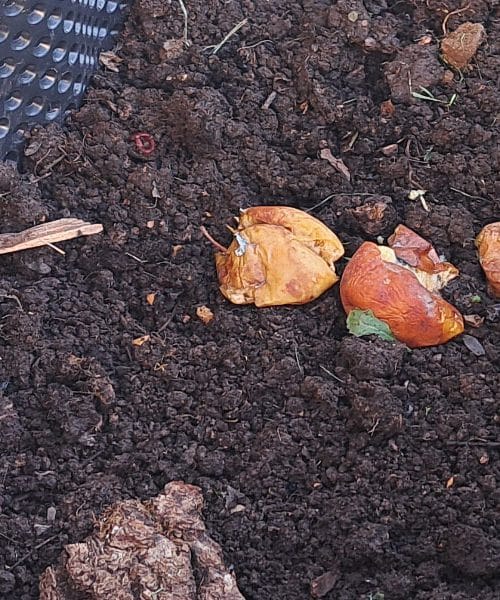 Kakšen domač kompost je pravi za vrt ali vrtno gredo?