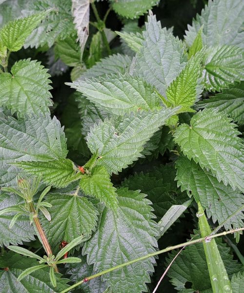 Vrtni plevel ali superhrana? Tako lahko izkoristite sveže koprive