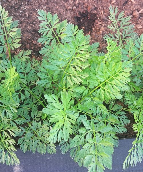 Kako poskrbeti, da bo korenje imelo dovolj svetlobe in prostora za bujno rast v visoki gredi