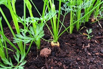 Korenje v tulcih toaletnega papirja: vrtnarski trik, ki ga ne zavrzite prehitro