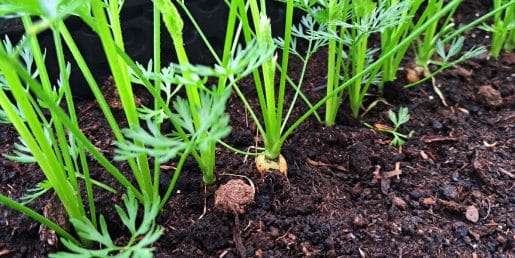 Korenje v tulcih toaletnega papirja: vrtnarski trik, ki ga ne zavrzite prehitro