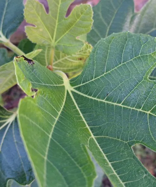 Tako boste poskrbeli, da bo vaša figa uspevala in obrodila