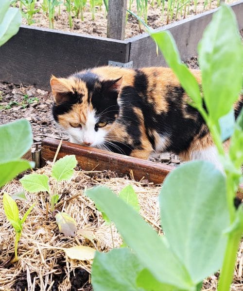 Pet znakov, da je vaša mačka pod stresom – večina jih spregleda