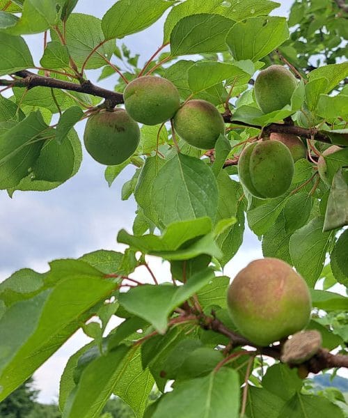 Marelice so se začele barvati – zdaj je čas, da jim pomagamo do popolne zrelosti