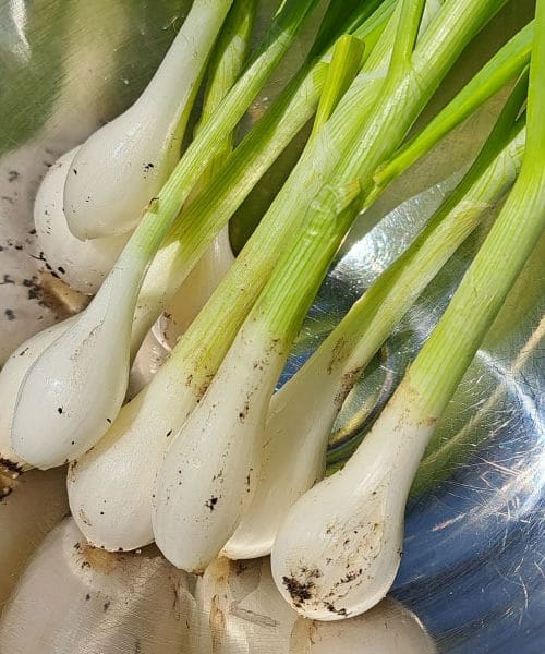 Brez nje ni pravega druženja ob žaru – mlada čebula je tisti okus, ki poveže