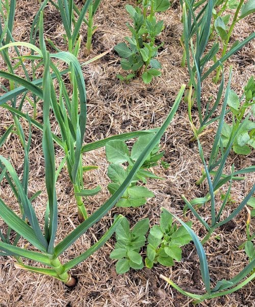 Sladkor in cimet? Nenavadna mešanica, ki pospešuje rast mladega česna