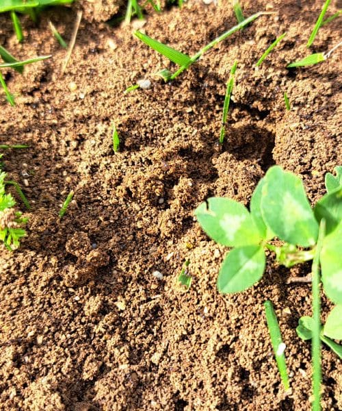 Najbolj naraven način za uničenje mravljišč na vrtu – vse, kar potrebujete, že imate doma