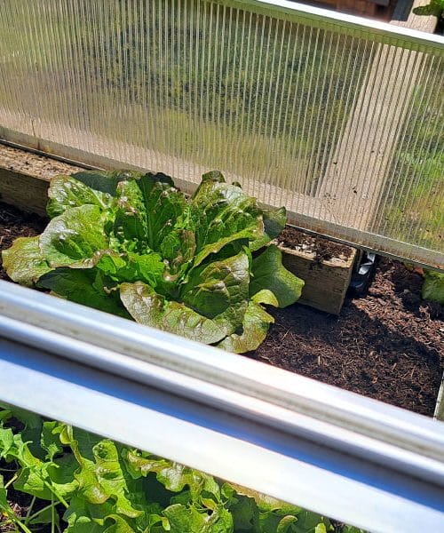 Tako zaščitite visoko gredo pred mačkami