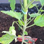 Opora za paradižnik