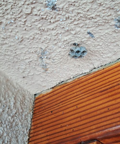 Če tega ne naredite pravočasno, boste imeli pod streho osir