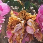 Oveneli listi potonike