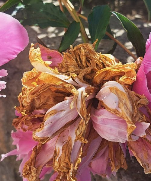 Oveneli listi potonike niso le grdi – odstranite jih ob pravem času in rastlina vam bo hvaležna