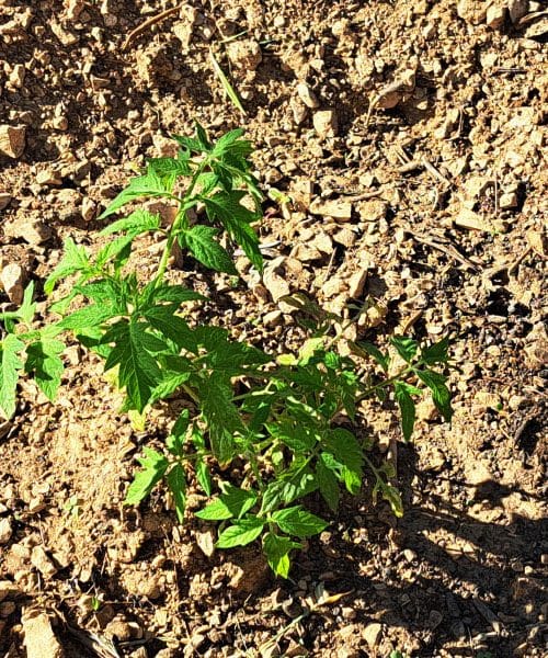Paradižnik lahko uspeva tudi v loncu. S temi nasveti bo pridelek bogat in sočen