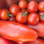 Paradižniki na domačem vrtu