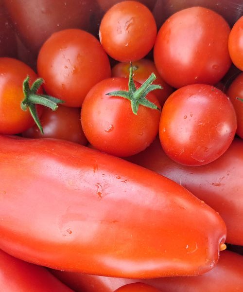 Te tri koristi boste imeli, če boste poleg paradižnika posadili to zelišče