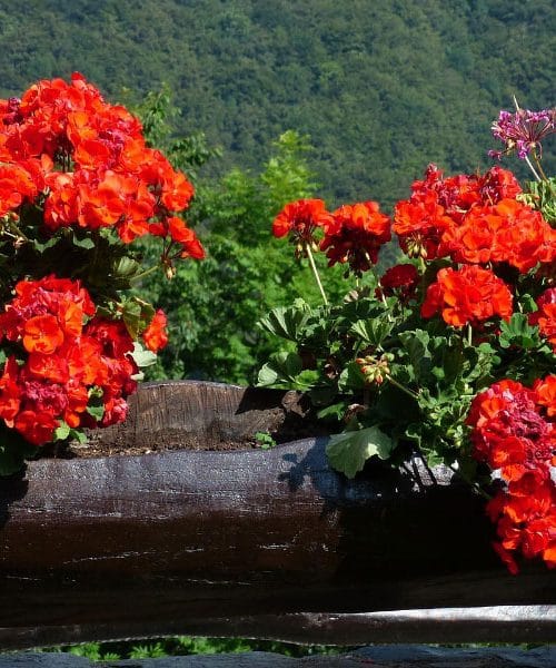 To so najbolj priljubljene rastline za balkonsko cvetje v letu 2025