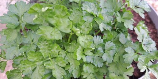 To zelišče posadite aprila in uporabljali ga boste vse leto