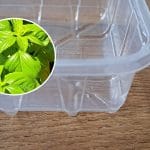 Plastične posode, bazilika