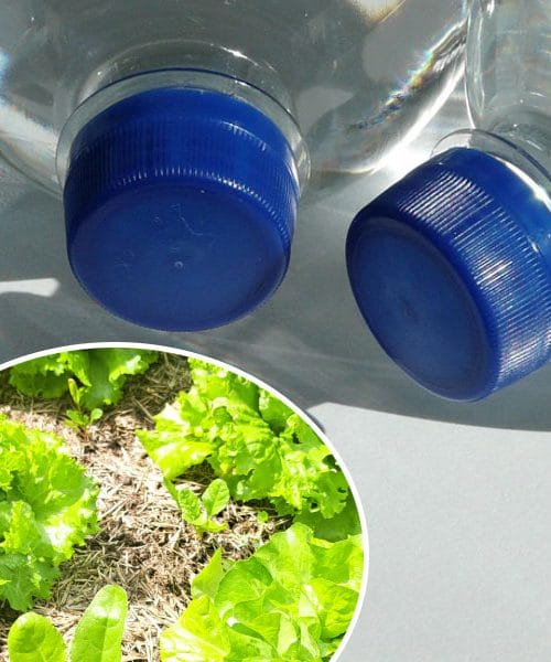 Plastenke ne sodijo v smeti: poletni triki, s katerimi rešite vrt in pomagajte čebelam