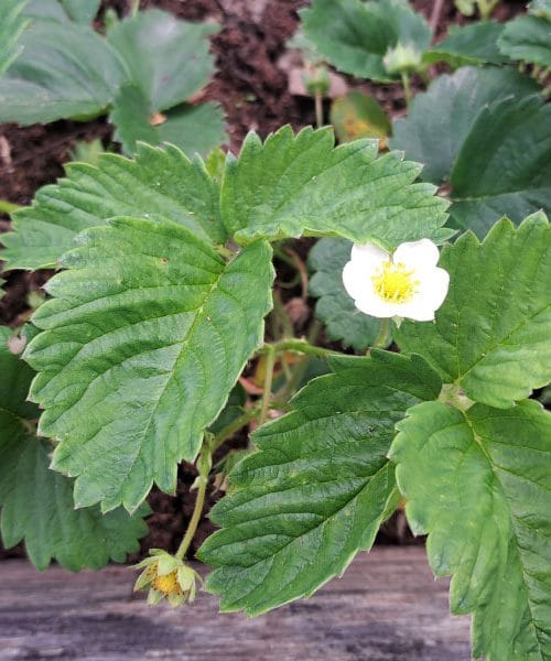 Preprosti ukrepi, ki rešijo jagode v visoki gredi pred plesnijo po dežju