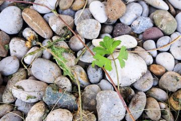 Če se med potjo ustavljaš …