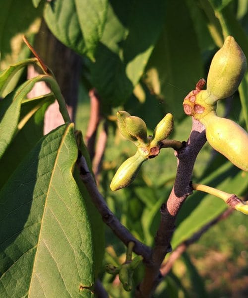 Če ne naredite tega pravočasno, bodo plodovi asimine odpadli – kako jih ohraniti na drevesu?