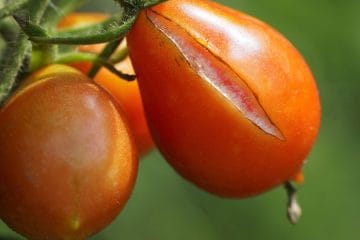 Paradižnik poka prav zaradi te napake pri zalivanju, rešitev pa je presenetljivo preprosta
