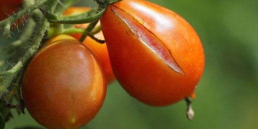 Paradižnik poka prav zaradi te napake pri zalivanju, rešitev pa je presenetljivo preprosta