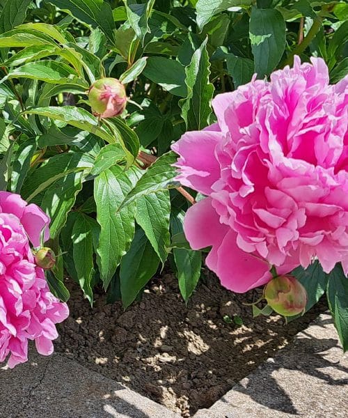 Zakaj so mravlje pogosto na potonikah? In zakaj jih ni treba odganjati …