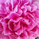 Kako posaditi potonke, da bodo cvetele vsako leto bolj razkošno