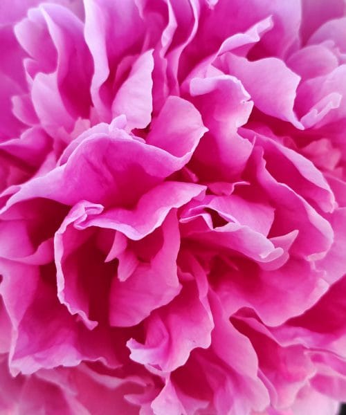 Takšna globina sajenja potonk prinaša cvetje leto za letom