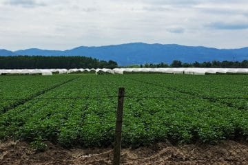V tej naši regiji pridelajo največ jagod: Posavje ostaja jagodna prestolnica Slovenije