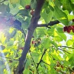 Prve češnje na drevesu