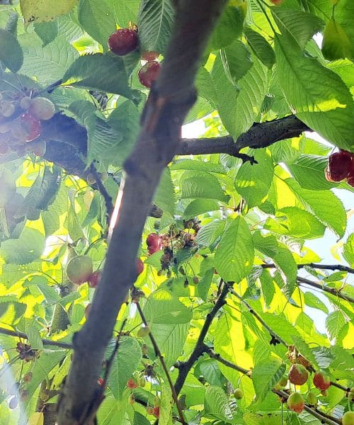 Prve češnje na drevesih so več kot sadje, so obljuba poletja