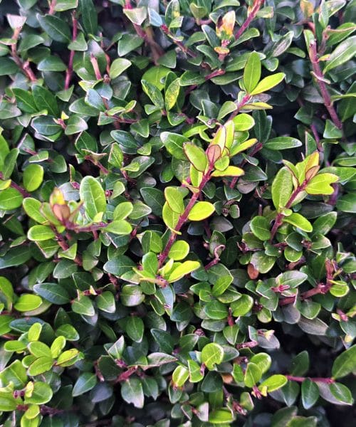 Tako boste rešili pušpan pred škodljivcem, ki pustoši po vrtovih po vsej Sloveniji