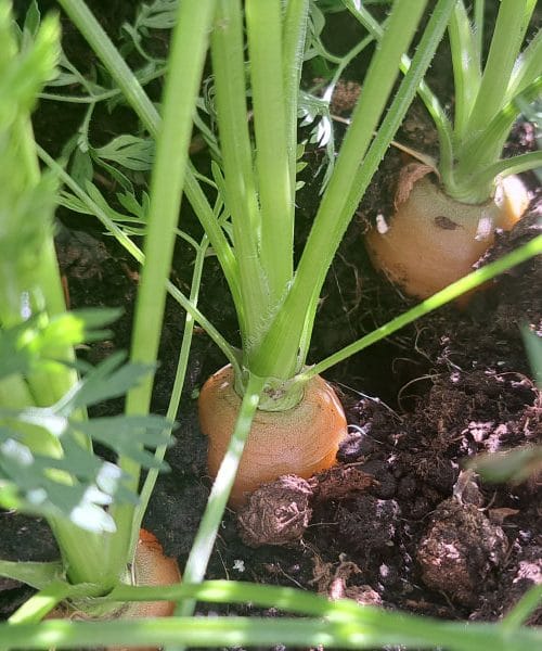 Ta korak mnogi vrtičkarji preskočijo – zato je njihovo korenje tanko in lesnato