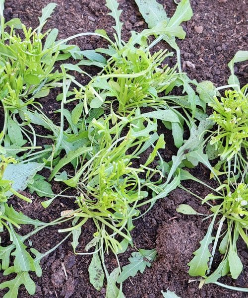 Rukola bo znova uspevala – če jo porežete tako