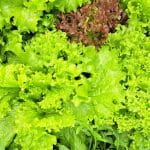 Rezanje solate, visoka greda