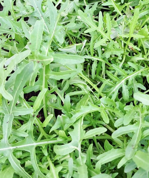 Kolikokrat lahko porežemo rukolo, da bo še naprej uspešno rasla?