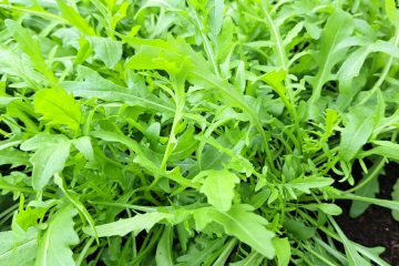 Najboljše kombinacije za solate iz rukole – dodajte ribe, oljke in artičoke