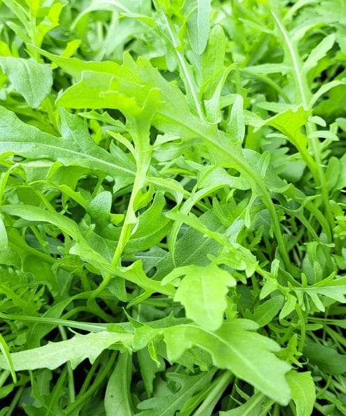 Najboljše kombinacije za solate iz rukole – dodajte ribe, oljke in artičoke