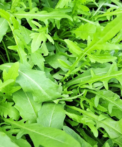 Kaj saditi v avgustu za bogato jesensko letino