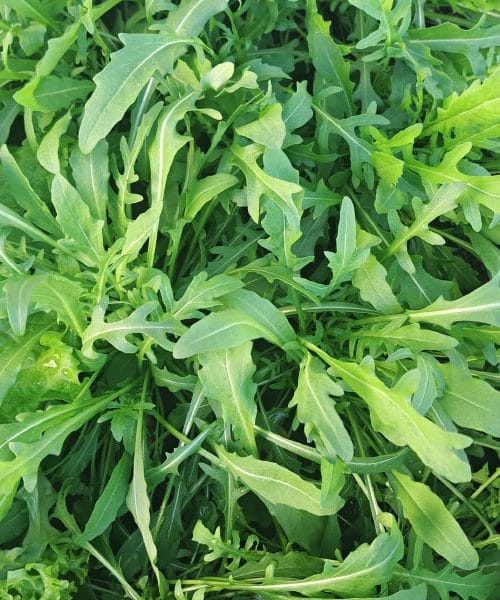 Če rukolo shranite tako, bo sveža še čez pet dni