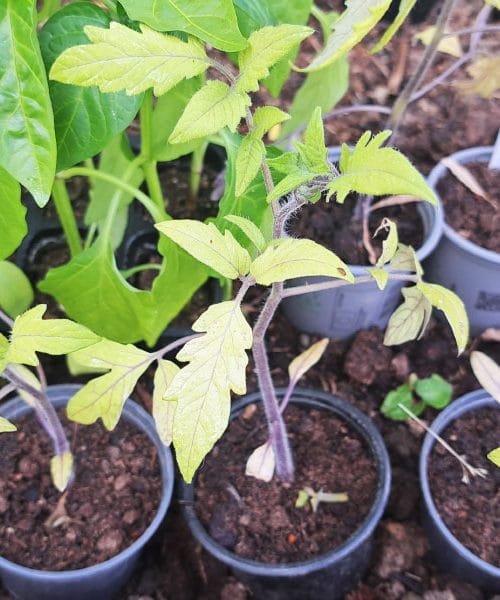 Trije razlogi, da baziliko in paradižnik sadimo šele po 15. maju in poscani Zofki