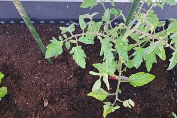 Razdalja med paradižniki je pomembnejša, kot se zdi na prvi pogled