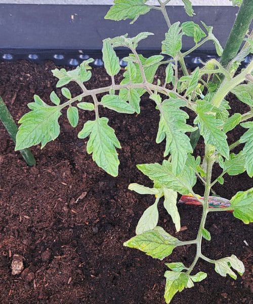 Babičin trik za paradižnike, ena malenkost bo podvojila velikost plodov