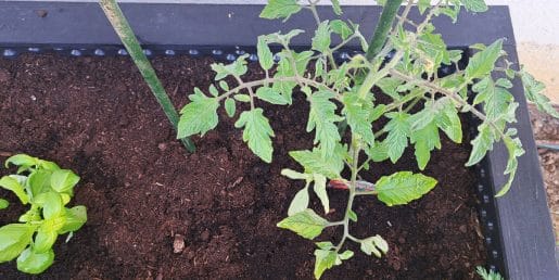 Razdalja med paradižniki je pomembnejša, kot se zdi na prvi pogled