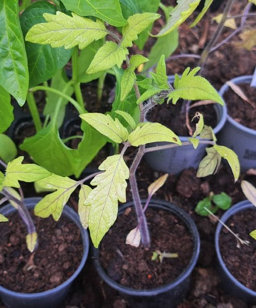 Ali je že čas za sajenje paradižnikov? Vreme v Sloveniji pravi, da skoraj