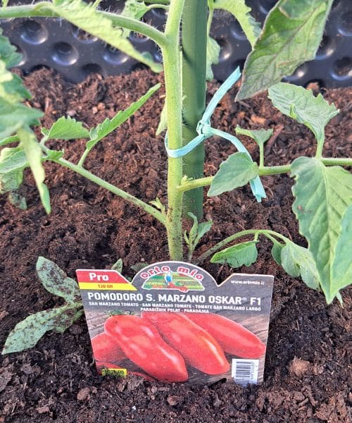 Kdaj je pravi čas za sajenje paradižnika in kaj morate v visoki gredi urediti že prej