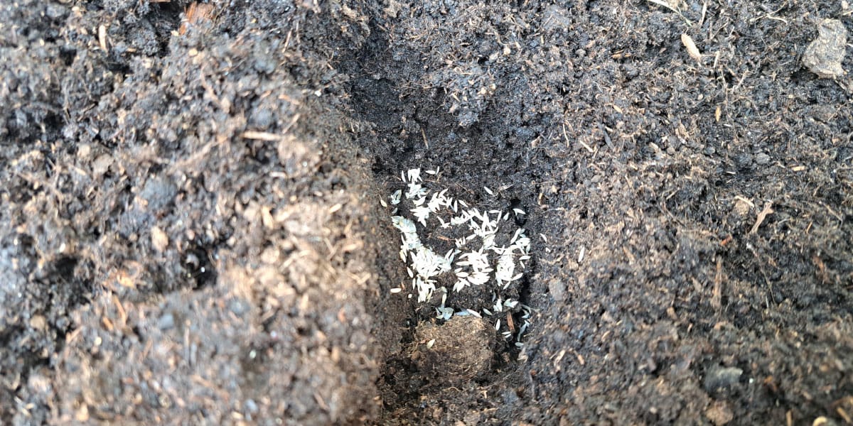 Seme za solato v visoki gredi